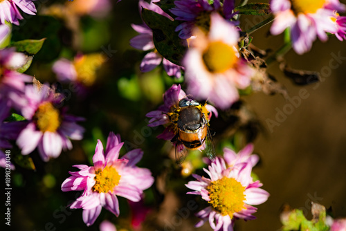 The bean leaves and chrysanthemums attract Syrphidae, which belong to the family Syrphidae of the Diptera order