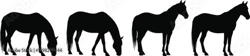 Collection of realistic horse silhouette poses standing and grazing isolated on white background for agriculture wildlife design illustration use