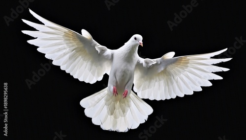 Majestic White Dove in Flight on Black Background