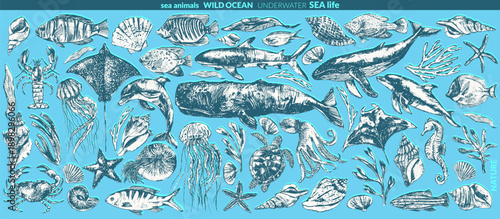 Vector sea animals illustration set. Ink sketch of whale, dolphin, shark, octopus, seahorse, sea turtle, jellyfish, starfish, manta, eagle ray, nautilus, coral fish.