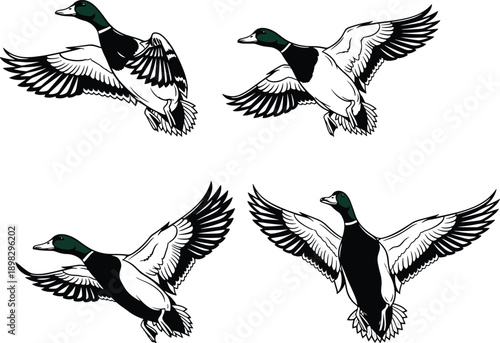 Flying duck illustration set showing waterfowl in flight with spread wings, detailed wildlife line art for nature, hunting, and outdoor concepts
