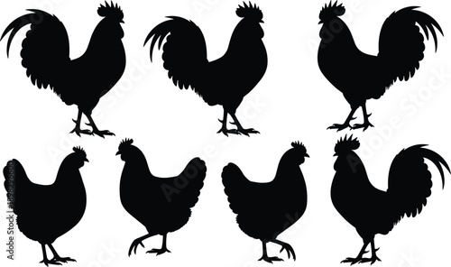 Set of rooster and chicken silhouette poses isolated on white background for farm agriculture poultry design illustration collection