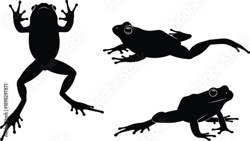 Three black silhouette frogs in different poses on white background amphibian
