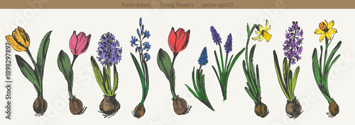 Spring flowers set. Tulip, daffodil, hyacinth. Hand drawn colored botanical ink sketches. For floral background