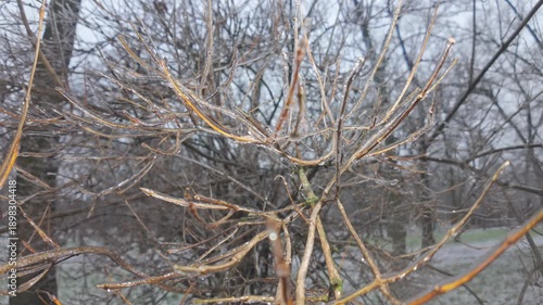 Natural winter scene of iced tree branches, concept of rapid transition from autumn to winter. Icy thin branches of tree. Panning along tree branch covered in thin layer of ice. 
