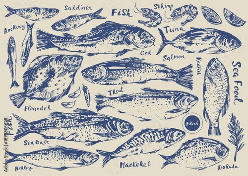 Hand drawn ink sketch of seafood fish. Tuna, prawn, shrimp, mussel, salmon, dorado, trout, sardine, anchovy, flounder, mackerel, herring.