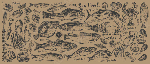 Hand drawn ink sketch of seafood, fish for menu background. Octopus, squid, lobster, crab, oyster, prawn, shrimp, mussel, salmon, tuna, dorado, trout, sardine, anchovy, flounder, mackerel, herring.