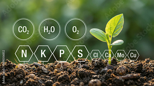 Young plant growing from soil with chemical symbols above