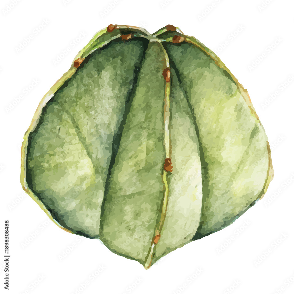 Naklejka premium Hand drawn bishop's cap cactus png