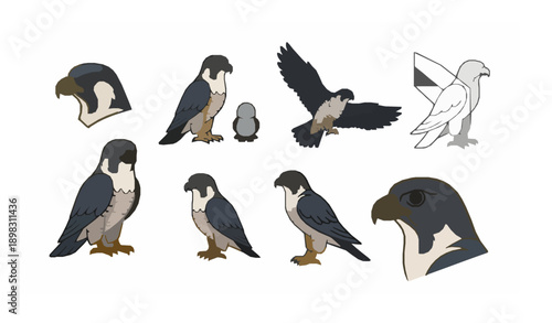 Minimal falcon bird icon and logo flat vector illustration set
