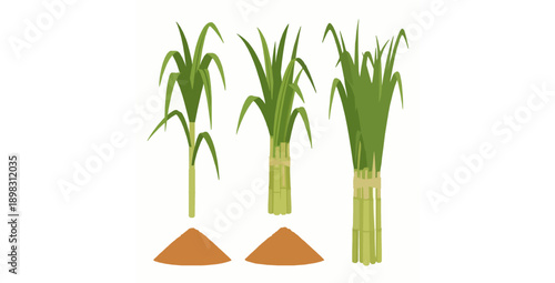 Natural sugarcane and brown sugar superfood flat vector illustration set