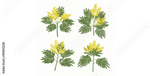 Silver Wattle Mimosa plant with bipinnate leaves and yellow flowers flat vector set