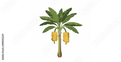 Banana plant with leaves and ripe fruit flat vector illustration set on white background