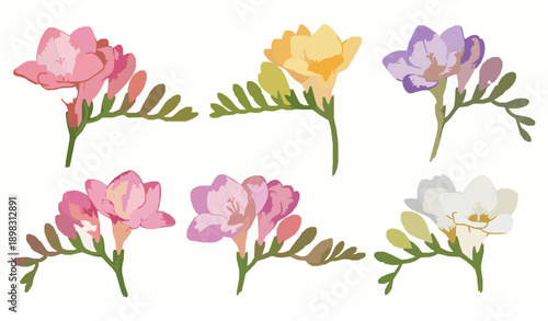 Hand painted watercolor freesia flower vector set with spring floral blooms on white background