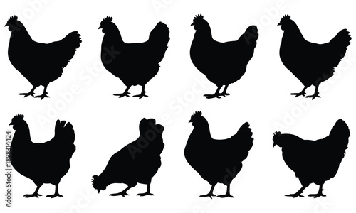 Eight distinct black silhouettes of chickens in various poses and angles on a white background showcasing different postures and behaviors.
