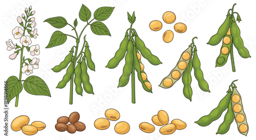 Detailed botanical illustration features soybean plants with flowers pods and various types of dried beans for scientific study.