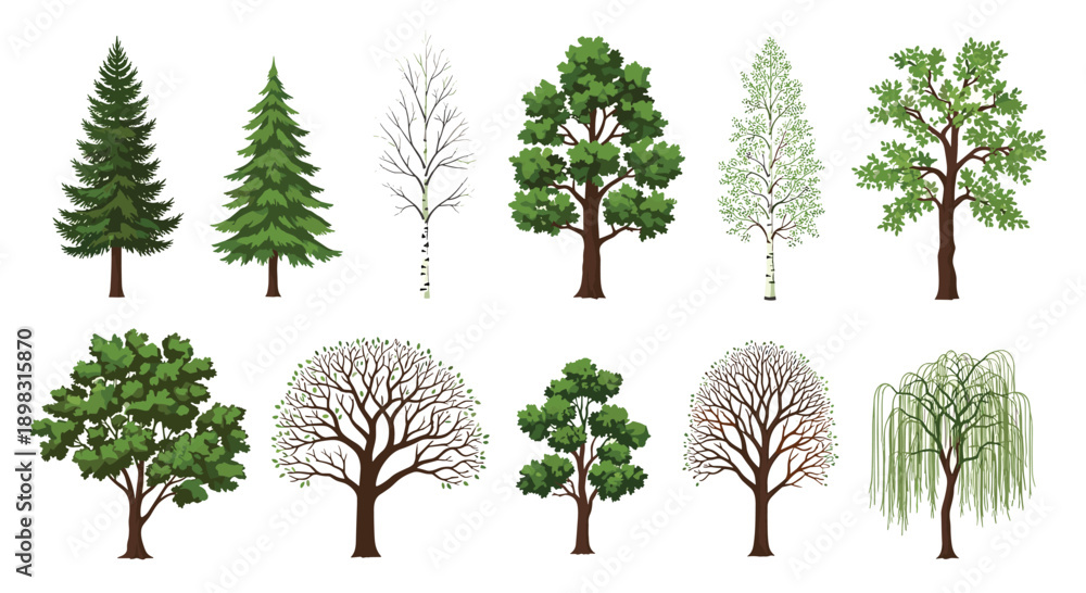 Fototapeta premium Detailed collection of diverse tree species including pine, birch, oak, and willow shown in different seasonal and growth stages for nature study.