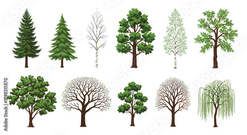 Detailed collection of diverse tree species including pine, birch, oak, and willow shown in different seasonal and growth stages for nature study.