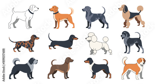 Large group of various dog breeds from poodles to hounds shown in standing profile views for animal identification.
