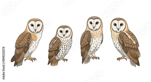 Four detailed illustrations of barn owls in different standing poses showing their brown and white feathers.