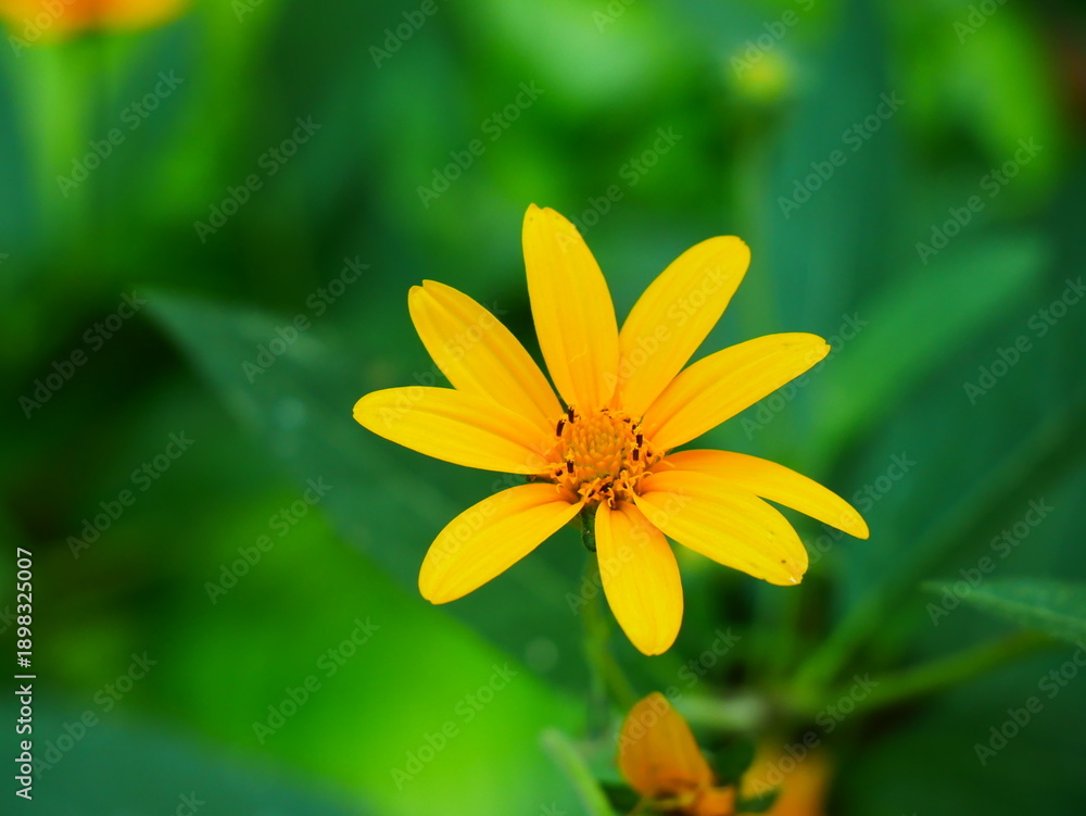 Obraz premium yellow flower on green background