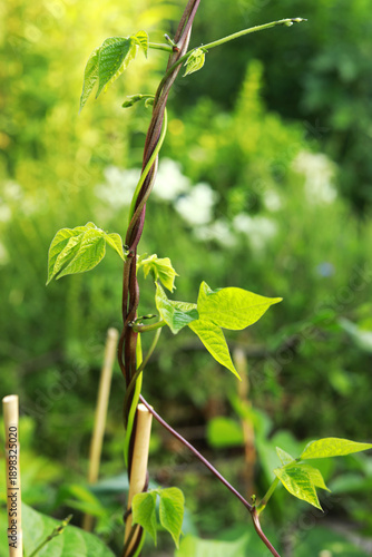 Windetrieb einer grünen Stangenbohne im Bauerngarten