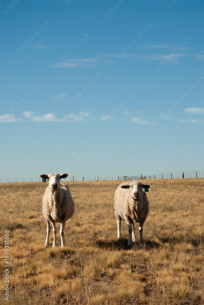 Fototapeta premium Sheep farming in rural environment,Patagonia,Argentina