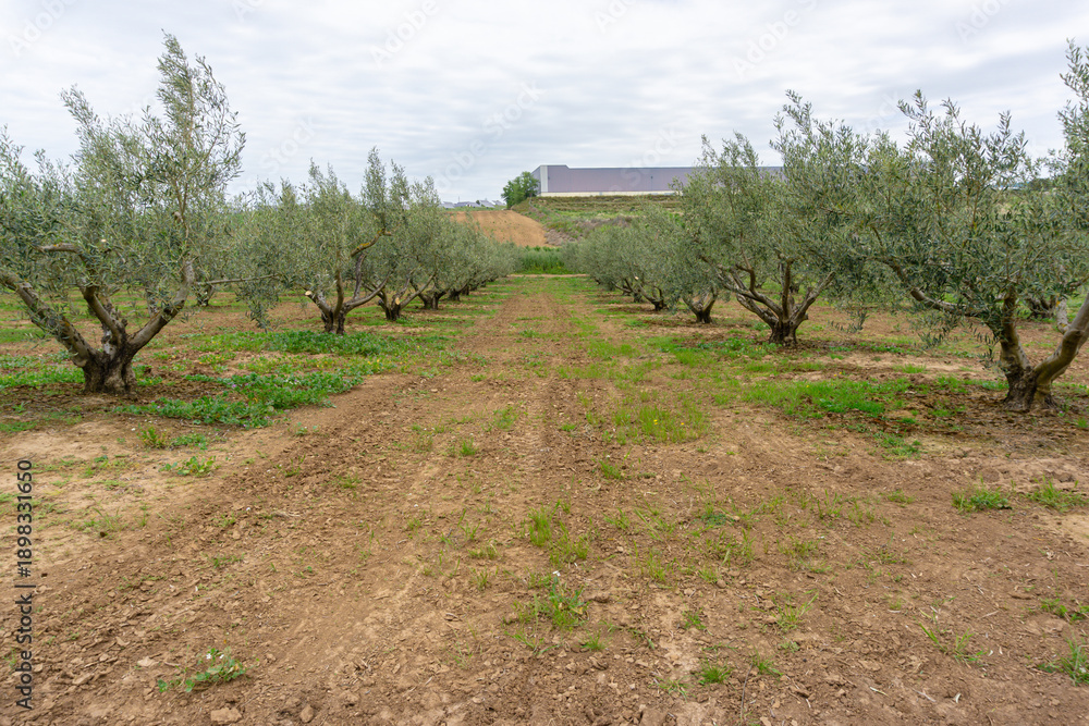 Naklejka premium Rows of young olive trees in a cultivated plantation under an overcast sky in Spain