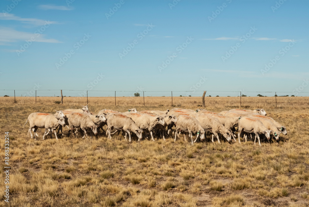 Fototapeta premium Sheep farming in rural environment,Patagonia,Argentina