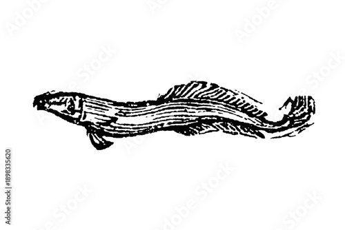 Obraz na plátně A remora fish with distinctive suction disc on its head for attaching to larger