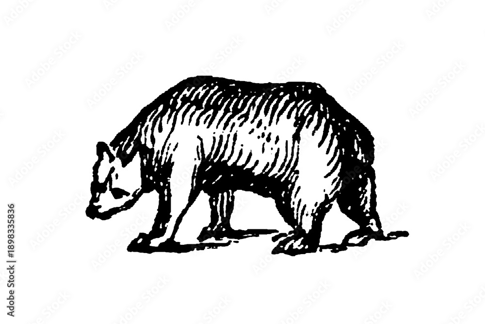 Obraz premium Bear walking on all fours, with detailed shading and texture, old vintage illustration, 1897.