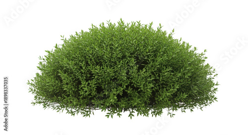 Lush Green Round Shrub Plant isolated PNG with Transparent Background