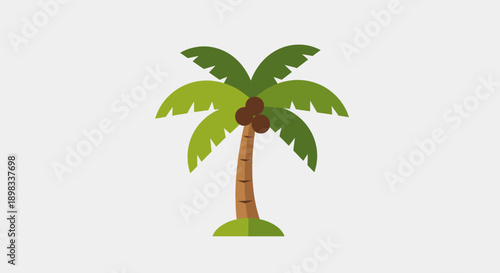 Flat design palm tree with coconuts and green leaves, isolated on white background