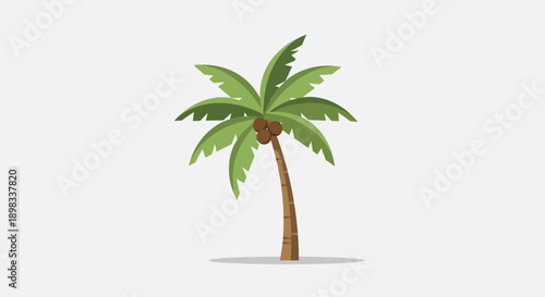Tropical Coconut Palm Tree with Coconuts, Vector Illustration, Isolated on White