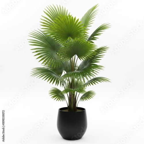 Potted palm tree with green leaves in black glossy planter, Isolated on transparent background, png, for mockup or website