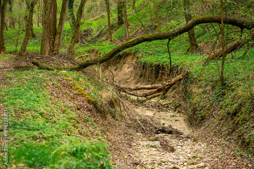 Fotografía Natural forest ravine with fallen tree over a dry creek bed, surrounded by fresh spring greenery in Austria, peaceful wilderness landscape scene