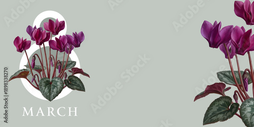 International Women's Day, March 8th greeting card. Vector illustration with purple cyclamen flowers.