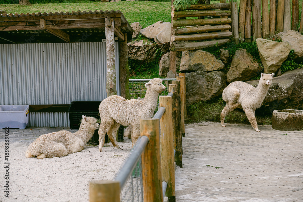 Naklejka premium Alpaca Gathering in a Rustic Enclosure: A serene scene unfolds, showcasing several fluffy alpacas in a cozy, rustic enclosure. The animals are the focal point, exhibiting their gentle nature.