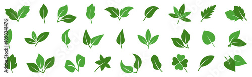 Green leaves icons collection in color. Various botanical leaf shapes for eco and nature themes