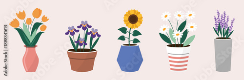 Potted flowers and house plants collection in color. Tulips, sunflower, daisies and lavender in decorative pots