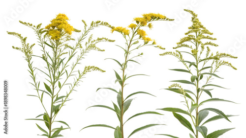 Three vibrant goldenrod plants displaying bright yellow composite flowers ready for seasonal decoration on transparent background