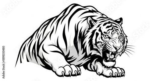 white tiger head