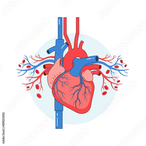 Human Heart Anatomy Illustration with Blood Vessels and Red Blood Cells