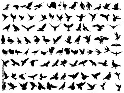 Bird silhouette vector set. Big collection of flying and standing animals. Eagle, dove, hummingbird, and peacock logo icon symbol design. Isolated on white background.