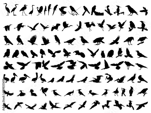 Bird silhouette vector set. Flock of flying and standing animals collection. Black logo icon symbol design. Isolated on white background.