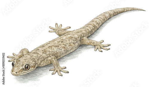 House Gecko Isolated on Transparent Background