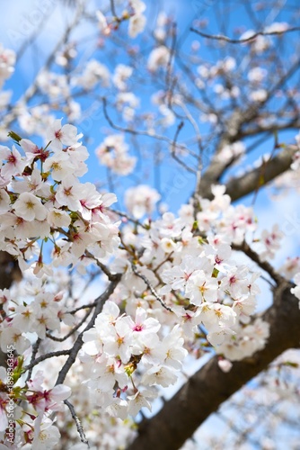 夙川の桜