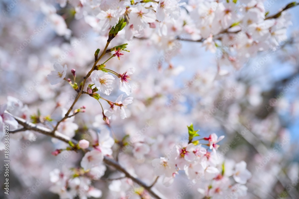 Obraz premium 夙川の桜