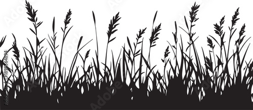 Isolated green grass silhouette and agricultural wheat crops growing in a rural summer field meadow against a white background representing natural spring harvest and organic farm growth