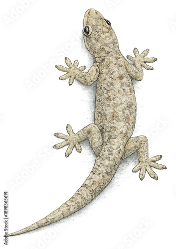 House Gecko Climbing Wall Isolated on Transparent Background